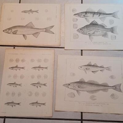 Lot 155: Set of (4) Antique Fish Biology Study Prints