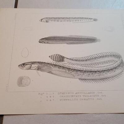 Lot 156: Set of (4) Antique Fish Biology Study Prints