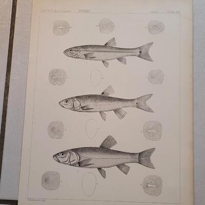Lot 156: Set of (4) Antique Fish Biology Study Prints