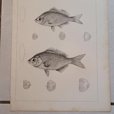Lot 156: Set of (4) Antique Fish Biology Study Prints