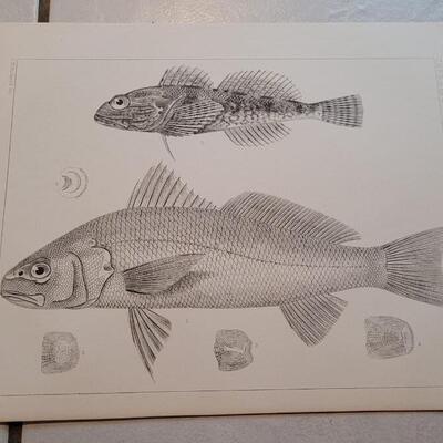 Lot 156: Set of (4) Antique Fish Biology Study Prints