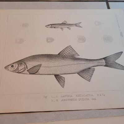 Lot 157: Set of (4) Antique Fish Biology Study Prints