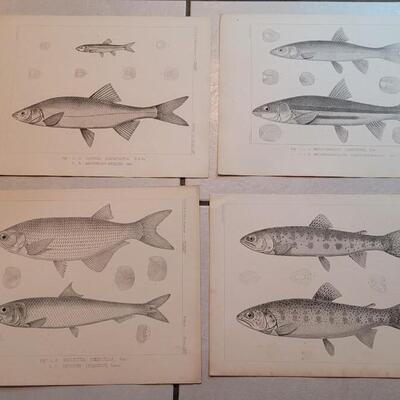Lot 157: Set of (4) Antique Fish Biology Study Prints