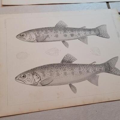 Lot 157: Set of (4) Antique Fish Biology Study Prints