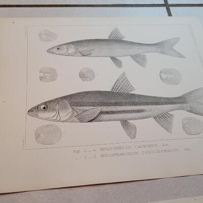 Lot 157: Set of (4) Antique Fish Biology Study Prints