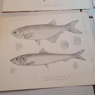 Lot 157: Set of (4) Antique Fish Biology Study Prints