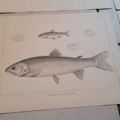 Lot 158: Set of (4) Antique Fish Biology Study Prints