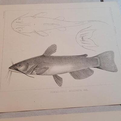 Lot 158: Set of (4) Antique Fish Biology Study Prints