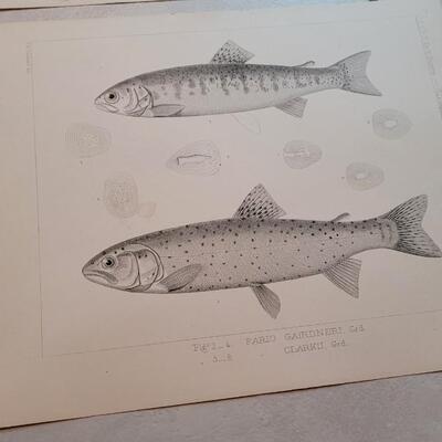 Lot 158: Set of (4) Antique Fish Biology Study Prints