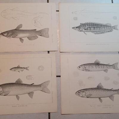 Lot 158: Set of (4) Antique Fish Biology Study Prints