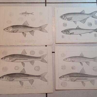 Lot 159: Set of (4) Antique Fish Biology Study Prints