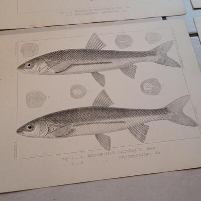 Lot 159: Set of (4) Antique Fish Biology Study Prints