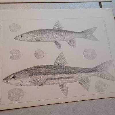 Lot 159: Set of (4) Antique Fish Biology Study Prints