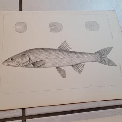 Lot 160: Set of (4) Antique Fish Biology Study Prints