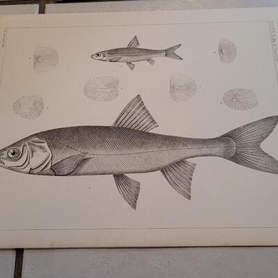 Lot 160: Set of (4) Antique Fish Biology Study Prints
