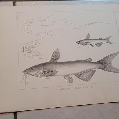 Lot 160: Set of (4) Antique Fish Biology Study Prints