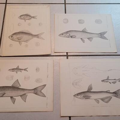 Lot 160: Set of (4) Antique Fish Biology Study Prints