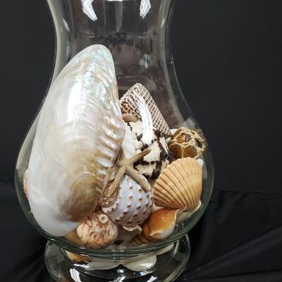 Genuine Sea Shell Decor
