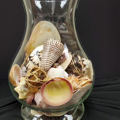 Genuine Sea Shell Decor