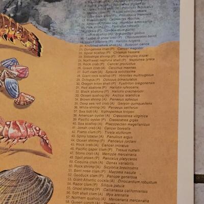 Lot 282: U.S. Department of Commerce Mollusks and Crustaceans of the Coastal U.S. 48" Ã— 30"