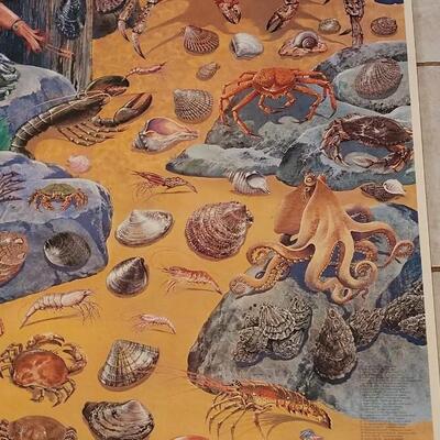 Lot 282: U.S. Department of Commerce Mollusks and Crustaceans of the Coastal U.S. 48" Ã— 30"