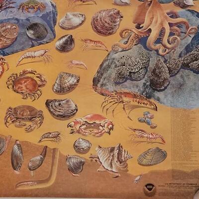 Lot 282: U.S. Department of Commerce Mollusks and Crustaceans of the Coastal U.S. 48" Ã— 30"