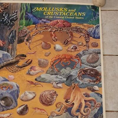 Lot 282: U.S. Department of Commerce Mollusks and Crustaceans of the Coastal U.S. 48" Ã— 30"