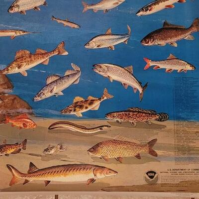 Lot 285: U.S. Department of Commerce - Fishes of the Great Lakes 48" Ã— 30"