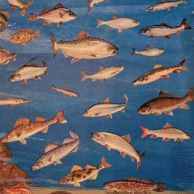 Lot 285: U.S. Department of Commerce - Fishes of the Great Lakes 48" Ã— 30"