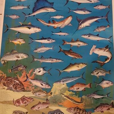 Lot 287: U.S. Department of Commerce - Marine Fishes of the Gulf and South Atlantic 48" Ã— 30"
