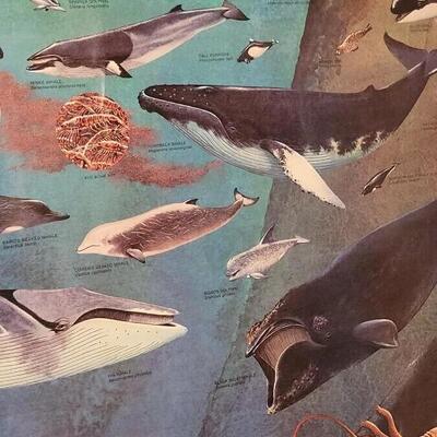 Lot 288: U.S. Department of Commerce - Marine Mammals of the Western Hemisphere November 197536" Ã— 53"