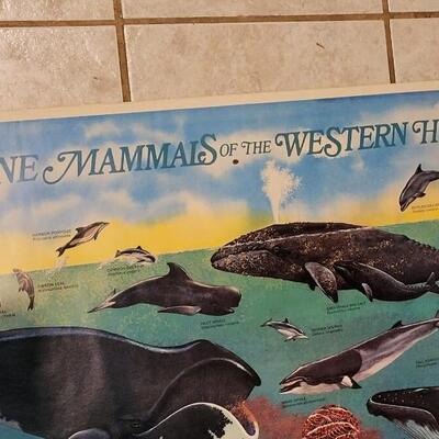 Lot 288: U.S. Department of Commerce - Marine Mammals of the Western Hemisphere November 197536" Ã— 53"