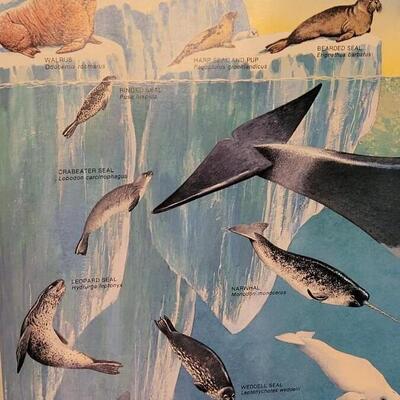 Lot 288: U.S. Department of Commerce - Marine Mammals of the Western Hemisphere November 197536" Ã— 53"