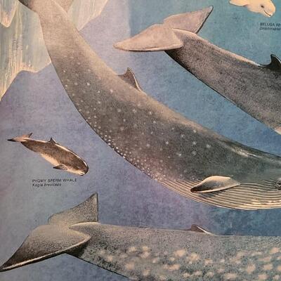 Lot 288: U.S. Department of Commerce - Marine Mammals of the Western Hemisphere November 197536" Ã— 53"