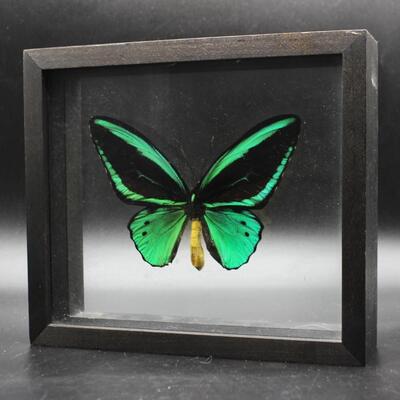 New Guinea Birdwing Mounted Butterfly in Framed Glass Shadowbox