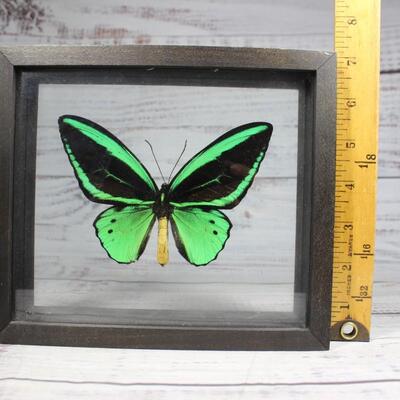 New Guinea Birdwing Mounted Butterfly in Framed Glass Shadowbox