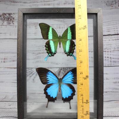 New Guinea Blue Emperor & Green Swallowtail in Framed Glass Shadowbox