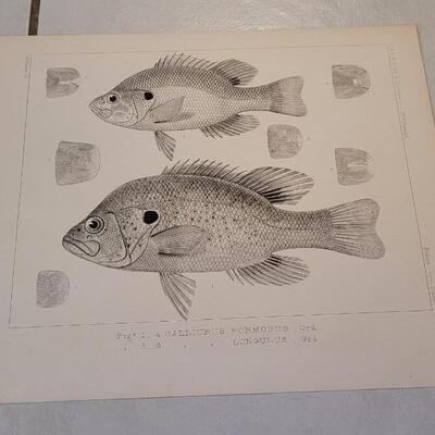 Lot 389: (4) Antique Fish Biology Study Prints