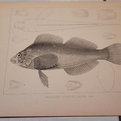 Lot 390: (4) Antique Fish Biology Art Prints