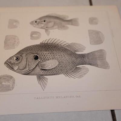 Lot 390: (4) Antique Fish Biology Art Prints