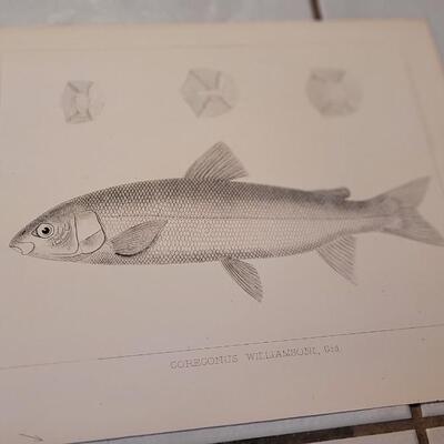 Lot 390: (4) Antique Fish Biology Art Prints