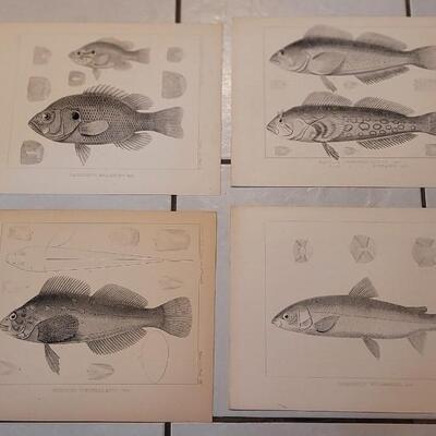 Lot 390: (4) Antique Fish Biology Art Prints
