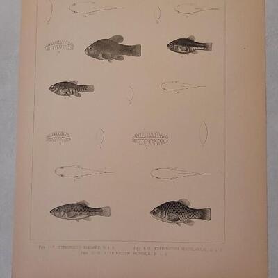 Lot 391: (4) Antique Fish Biology Study Prints