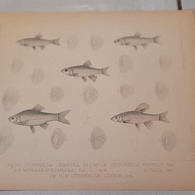 Lot 391: (4) Antique Fish Biology Study Prints