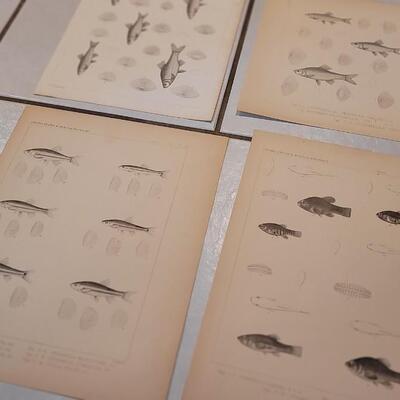 Lot 391: (4) Antique Fish Biology Study Prints