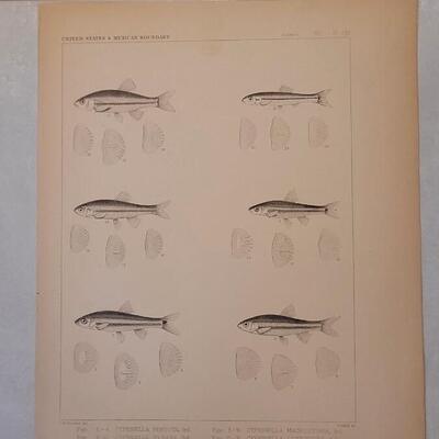 Lot 391: (4) Antique Fish Biology Study Prints