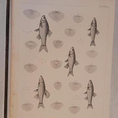 Lot 391: (4) Antique Fish Biology Study Prints
