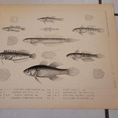 Lot 392: (4) Antique Fish Biology Study Prints