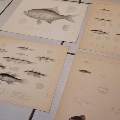 Lot 392: (4) Antique Fish Biology Study Prints