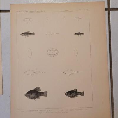 Lot 392: (4) Antique Fish Biology Study Prints